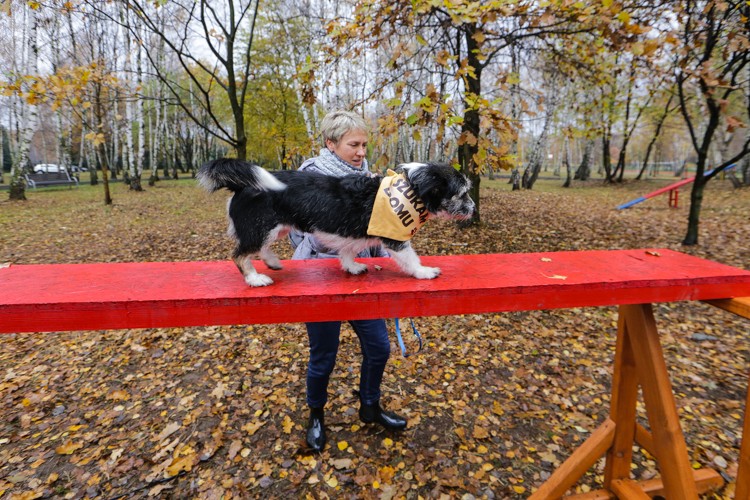 Wybieg dla psów oficjalnie otwarty, Dominik Gajda