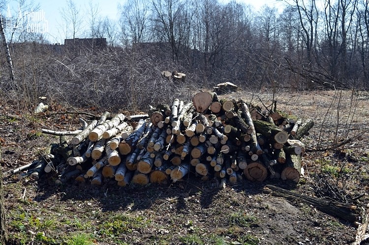 Na Paruszowcu-Piaskach zniknęła część lasu, Bartłomiej Furmanowicz