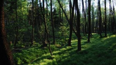 Powiat rybnicki będzie miał „Las starościański”. Młodzież zasadzi ponad 76 tys. sadzonek!