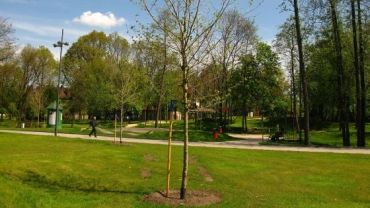Park tematyczny wzbogacił się o 40 platanów. Miasto zapowiada 1000 nowych drzew