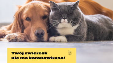 Psy i koty nie zarażają koronawirusem! Miasto uruchamia infolinię