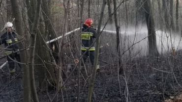 Pożar lasu w Boguszowicach. Pomógł dromader