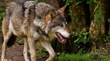 Powiat rybnicki: w lasach pojawiły się wilki