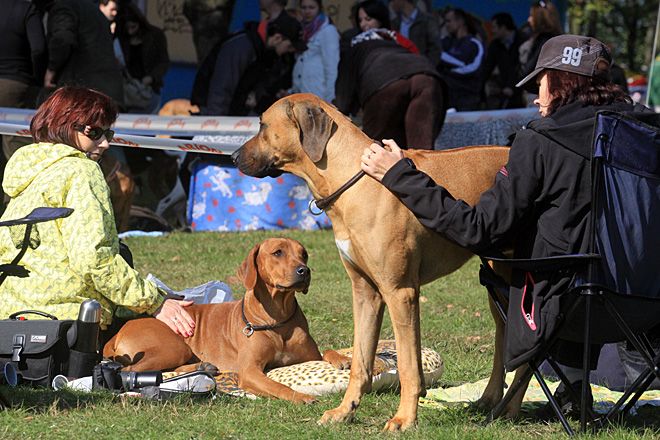 W Jastrzębiu może powstać specjalny wybieg dla psów, archiwum