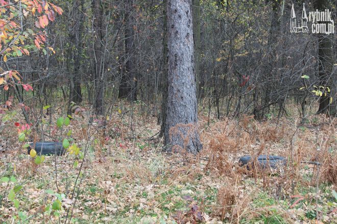 Monitoring chroni lasy w Rybniku. Po co leśniczym kamery?, Dominika Kuśka