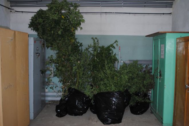 CBŚ wpadło do domu w Czyżowicach. Rosło tam 300 drzewek marihuany!, archiwum