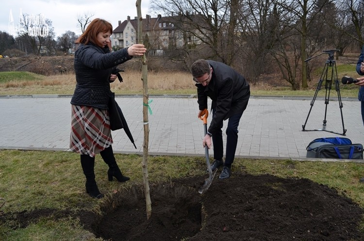 Tysiąc drzew dla Rybnika. Prezydent zasadził w parku platana, Bartłomiej Furmanowicz