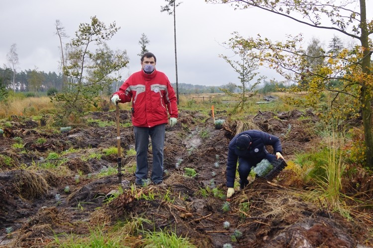 Fundacja z Rybnika zasadziła ponad 2 tys. drzewek, materiały prasowe