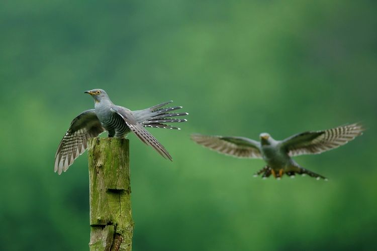 Niezwykłe zdjęcia przyrody. Rozpoznajesz te ptaki?