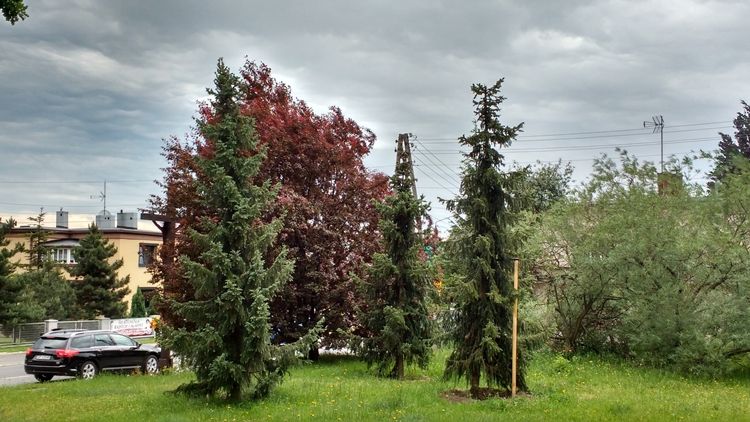 Rybnik coraz bardziej zielony. Zasadzono prawie pół tysiąca drzew, W. Czerwiński/ZZM w Rybniku