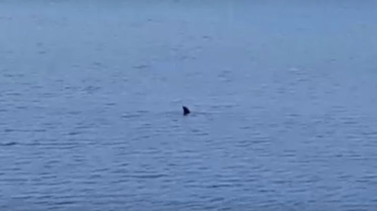 „Rybnicki rekin” namierzony w wodach zalewu? Zobaczcie wideo, YouTube
