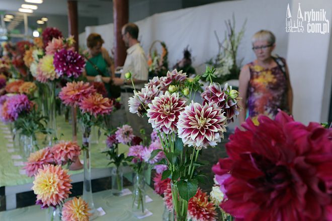 Mieczyki, dalie i kompozycje kwiatowe w ten weekend w TZR, Dominik Gajda