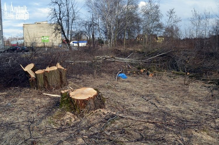 Wycinka drzew przy Sosnowej nielegalna? Miasto podejmie kroki prawne, bf