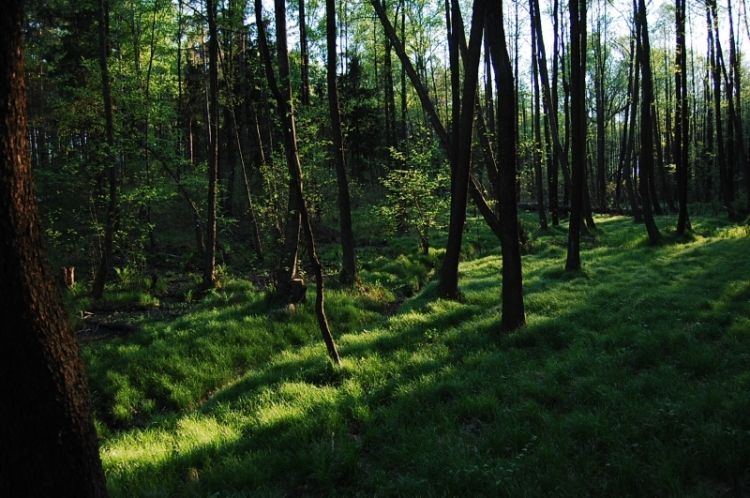 Powiat rybnicki będzie miał „Las starościański”. Młodzież zasadzi ponad 76 tys. sadzonek!, starostwo powiatowe w Rybniku