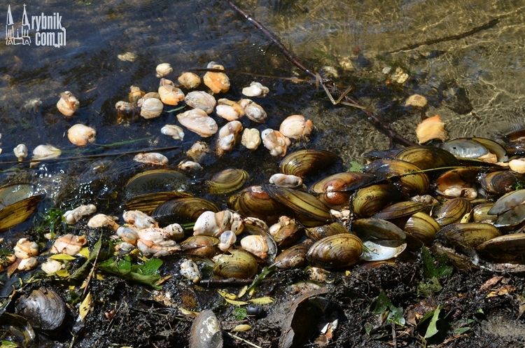 Dziesiątki martwych małży w Zalewie Gzel. Woda jest zanieczyszczona?, bf