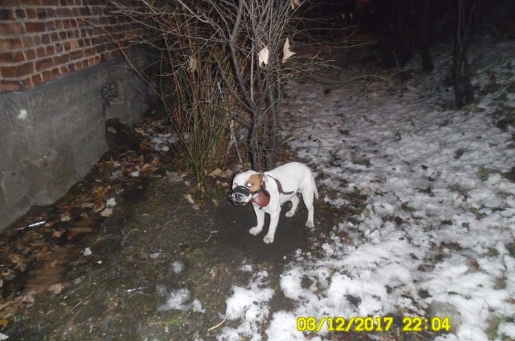 Ktoś przypiął psa do drzewa i zostawił na pastwę losu. Interweniowała straż miejska, Straż Miejska w Rybniku