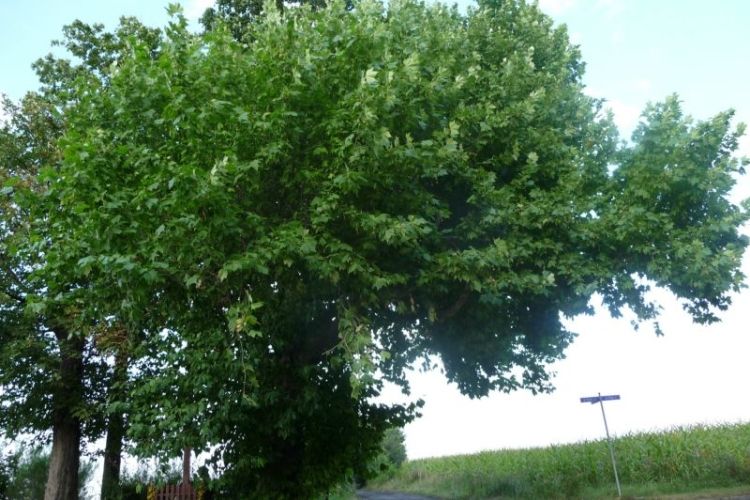 Platan „Karol” liczy sobie ponad 160 lat. Właśnie został finalistą „Drzewa Roku”, UGiM Czerwionka-Leszczyny