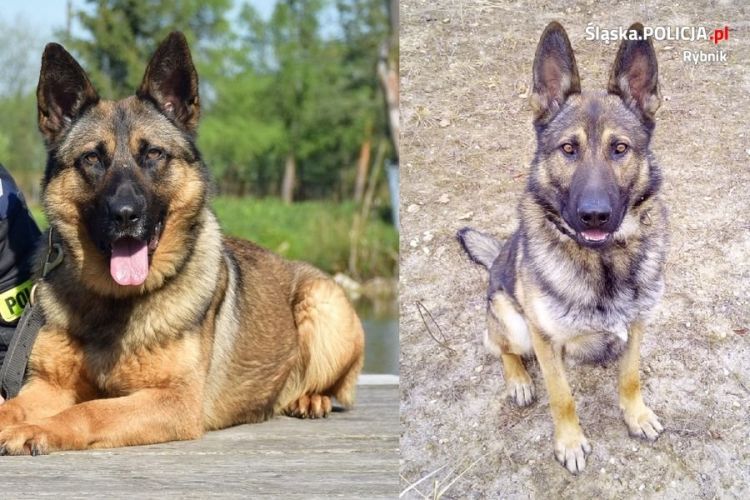Psy na medal! Ladir i Kira odnalazły niedoszłych samobójców, KMP Rybnik