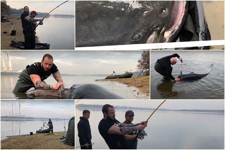 Tak wyławiano największą rybę w Polsce! (wideo), YouTube