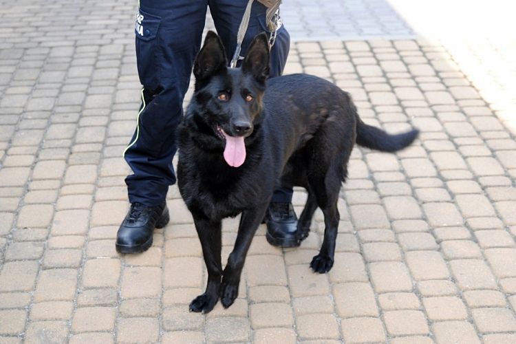 Psy schwytane przez strażników miejskich trafiły do schroniska, Straż Miejska Rybnik