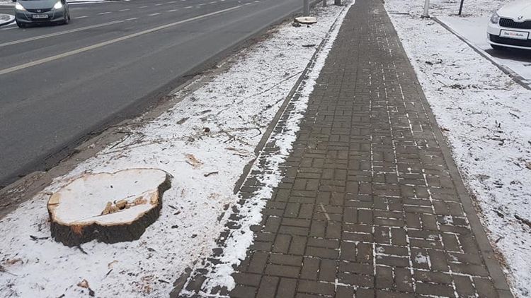 Ul. Żorska: wycinają drzewa pod drogę rowerową, Facebook/Rybnik