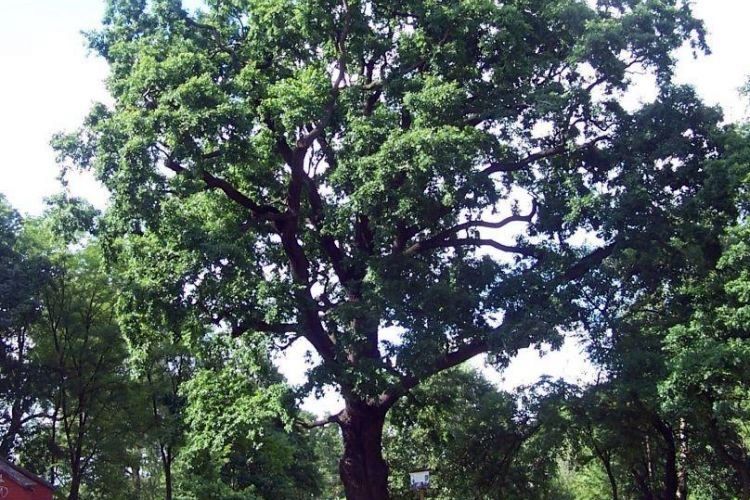 Drzewo Roku 2019: dwóch finalistów pochodzi z naszego regionu, swietodrzewa.pl