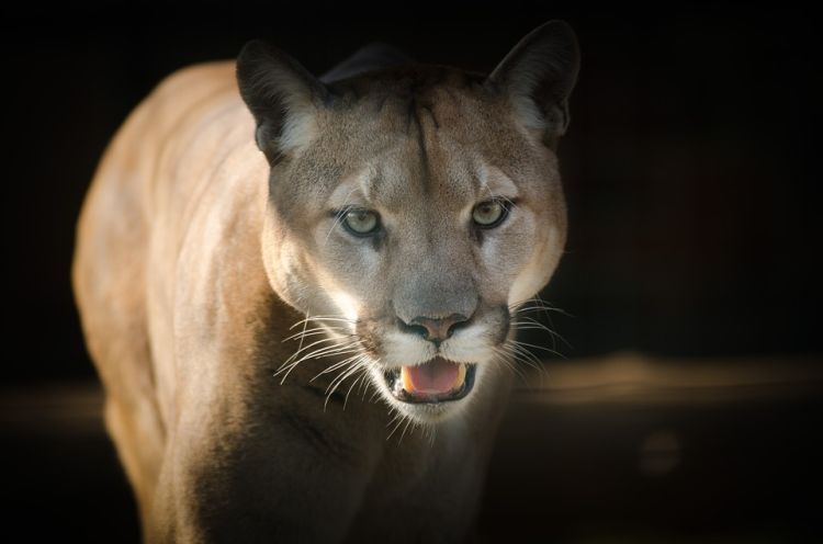 Puma na Śląsku to nie żart? Znów ją widziano, Pixabay