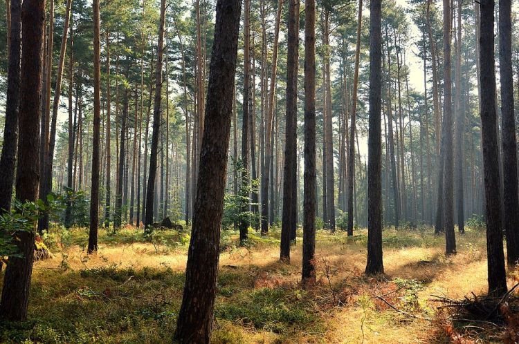 Michał Woś: myśliwi też nie mają wstępu do lasu, Pixabay