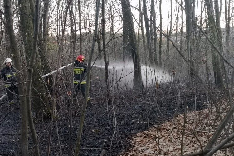 Pożar lasu w Boguszowicach. Pomógł dromader, Archiwum