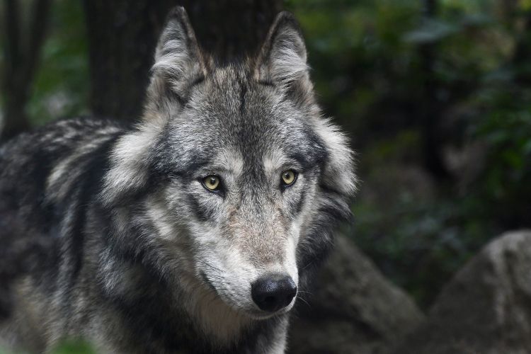 Czytelniczka: wilki były też widziane w Czerwionce (foto, wideo), Pixabay
