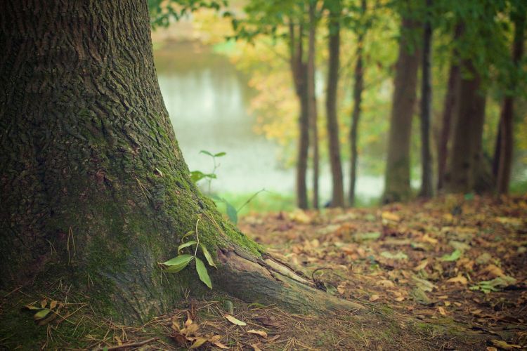 Jakie historie skrywają lasy w Rybniku? Fundacja zaprasza na spacer, Pixabay