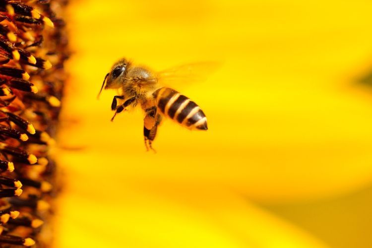 Dzisiaj pszczoły mają swoje święto. Jak możemy im (i innym owadom) pomóc?, Pixabay