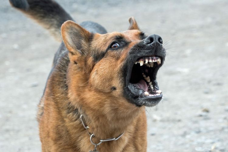 Boguszowice: nieszczepiony pies ugryzł kobietę, Pixabay