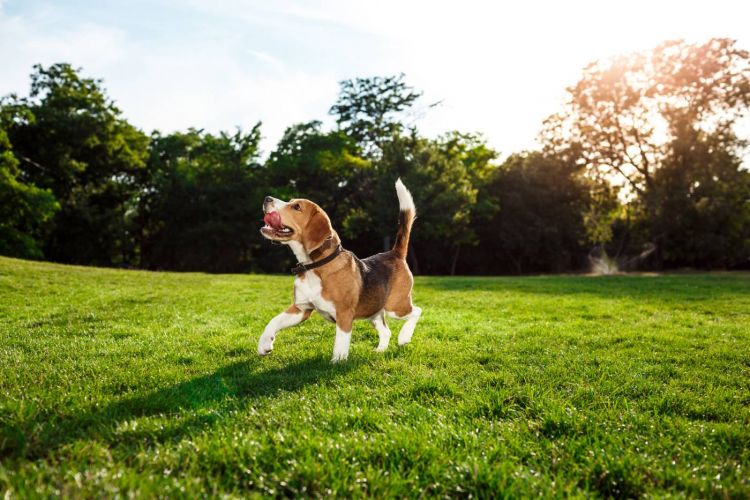 Beagle: cechy charakteru, dieta, najważniejsze informacje, Materiał Partnera
