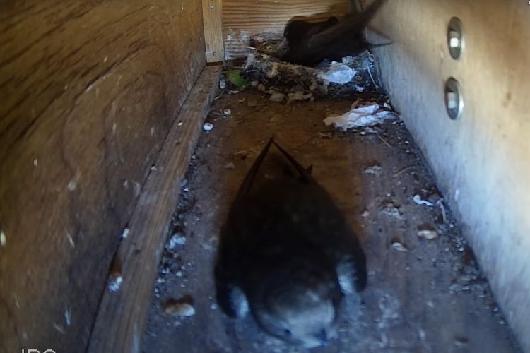Co robią jerzyki w budkach lęgowych? NFOŚiGW uruchomił ptasiego „Big Brother’a” (wideo), YouTube