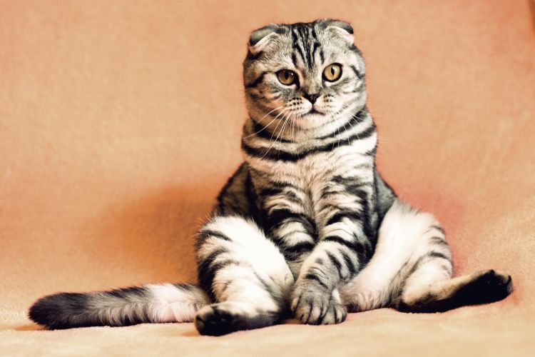 Awantura o koty. Jest inwazyjnym gatunkiem obcym, czy nie?, Pixabay