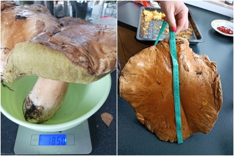 Taaaki prawdziwek znaleziony w Rybniku! Ważył prawie 2 kg, Czytelniczka Ola