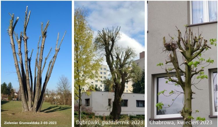 Wolontariusze: pilarze skracają drzewa o „głowę”. Wysłali petycję do RSM, Facebook/Rybnickie Drzewa - Zielone 