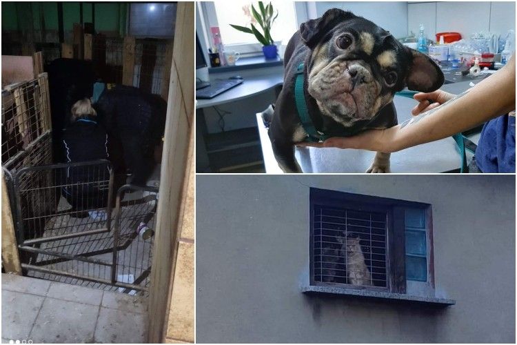 Prokuratura oskarżyła ją o znęcanie się nad 42 psami i 8 kotami. Rozpoczął się proces ws. pseudohodowli na Rejewskiego, bf, Pet Patrol Rybnik