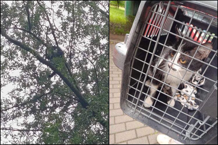 „Nie mogliśmy pomóc sami”. Kot uratowany, ale Pet Patrol rozczarowany reakcją strażaków, Pet Patrol Rybnik