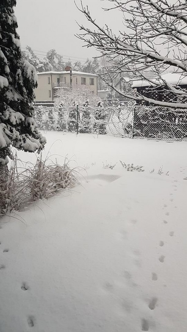Pierwszy śnieg w Rybniku okiem Czytelników, Czytelnik Karol