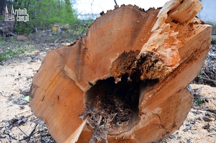Zniknęły stare drzewa przy dawnym kinie Hutnik. Właściciel: bo zagrażały mieszkańcom, Bartłomiej Furmanowicz