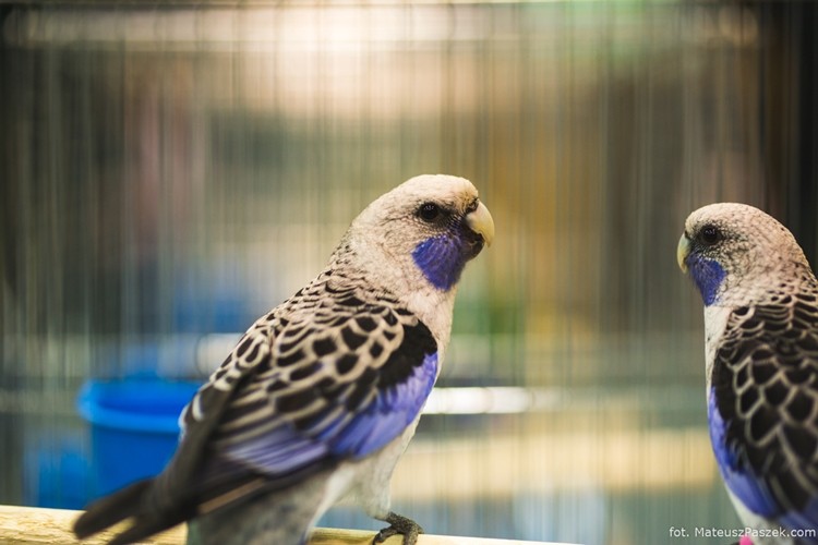 Fundacja EDF Polska ma małych, skrzeczących gości. Trwa wystawa ptaków egzotycznych, MateuszPaszek.com