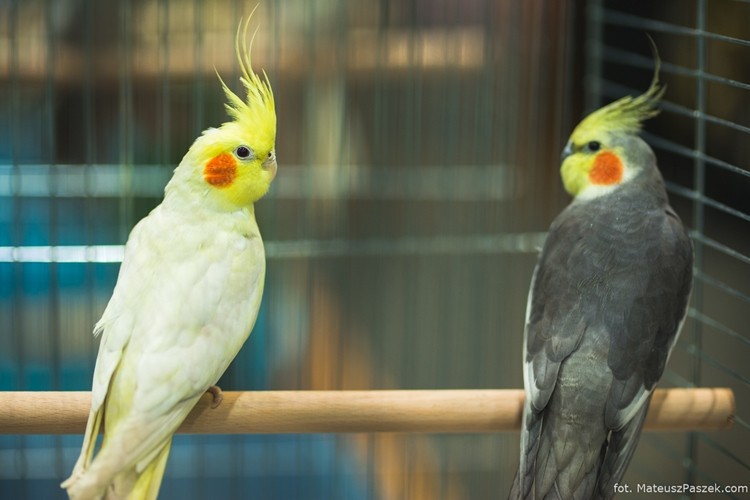 Fundacja EDF Polska ma małych, skrzeczących gości. Trwa wystawa ptaków egzotycznych, MateuszPaszek.com