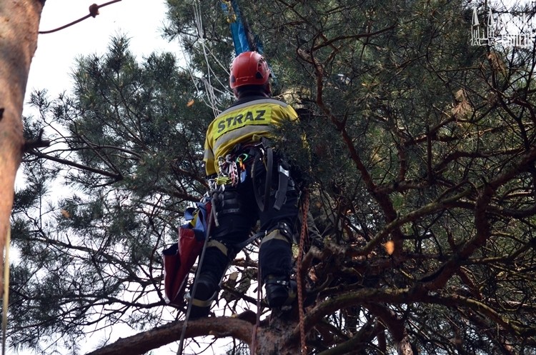 Rybnik: młody spadochroniarz utknął na drzewie, Bartłomiej Furmanowicz