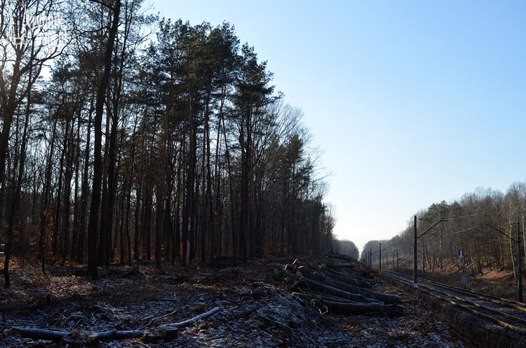 Tysiące drzew i krzewów pójdzie pod topór. Dla bezpieczeństwa pasażerów, Bartłomiej Furmanowicz