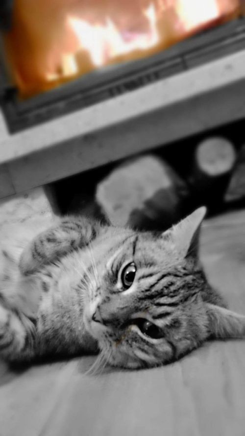 Dzień kota: chwalicie się swoimi mruczkami (zdjęcia), Czytelnicy