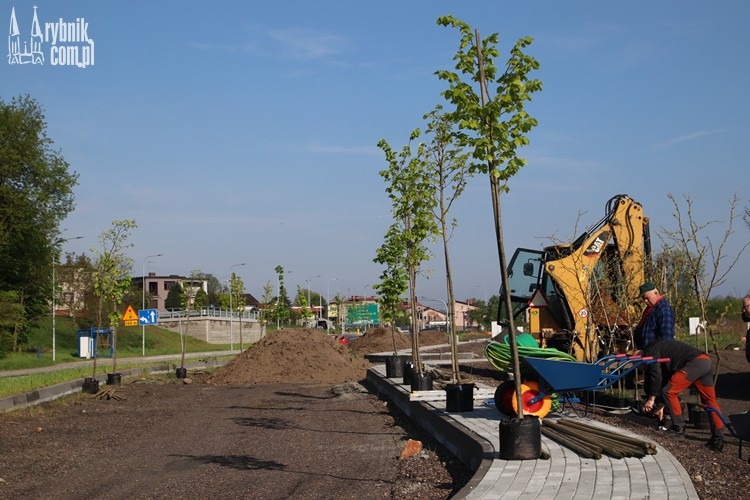 Przy tej ulicy będzie kiedyś zielono. Zasadzono blisko 100 drzew!, Bartłomiej Furmanowicz