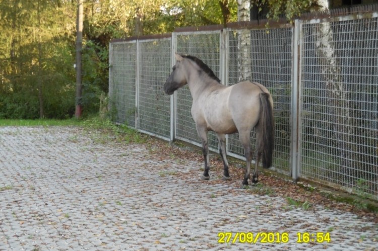 Konie polubiły spacery po ulicach miasta, tym razem na Paruszowcu, Straż Miejska w Rybniku