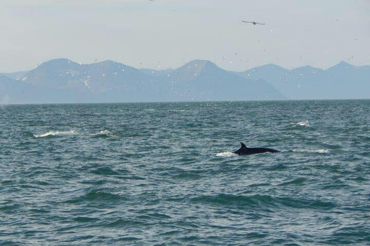 Płyniemy Polsko: żeglarze wśród wielorybów i reniferów, Ocean H2O Rybnik